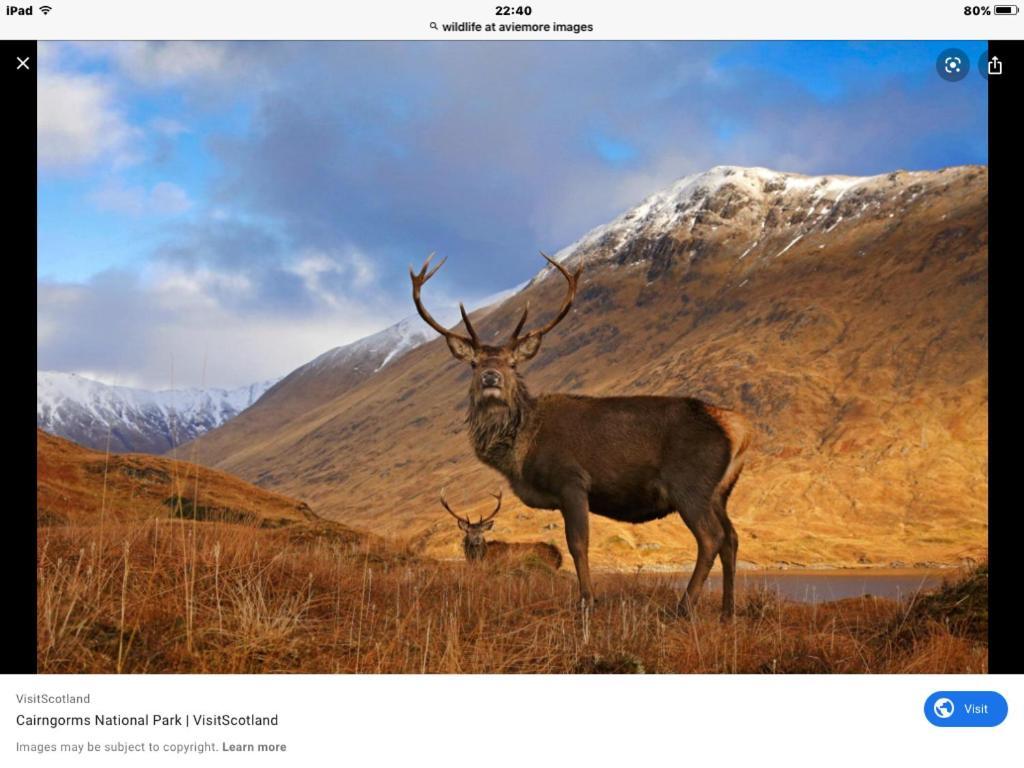 The Monarch Lodge ,Aviemore Holiday Park Εξωτερικό φωτογραφία